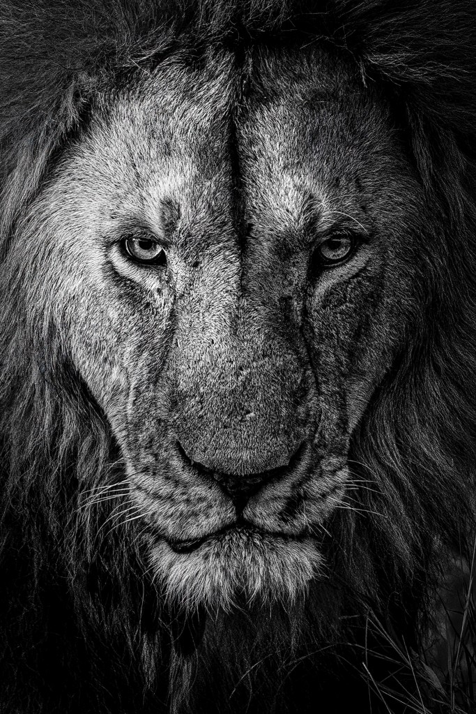 Artist Klaus Mayer's black and white drawing of a male lion.