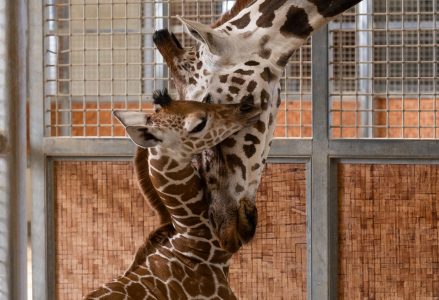 The Dallas Zoo Welcomes New Baby Giraffe