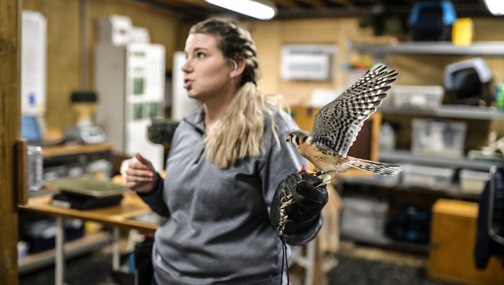 American kestrel named Wilbur.