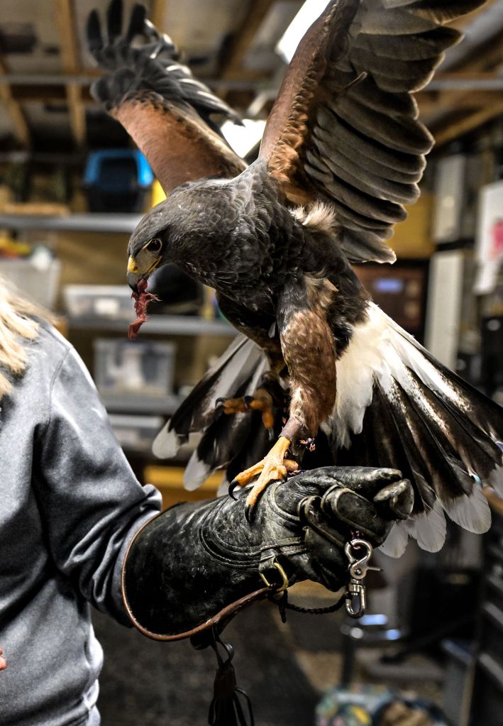 falcon bird resting on glove