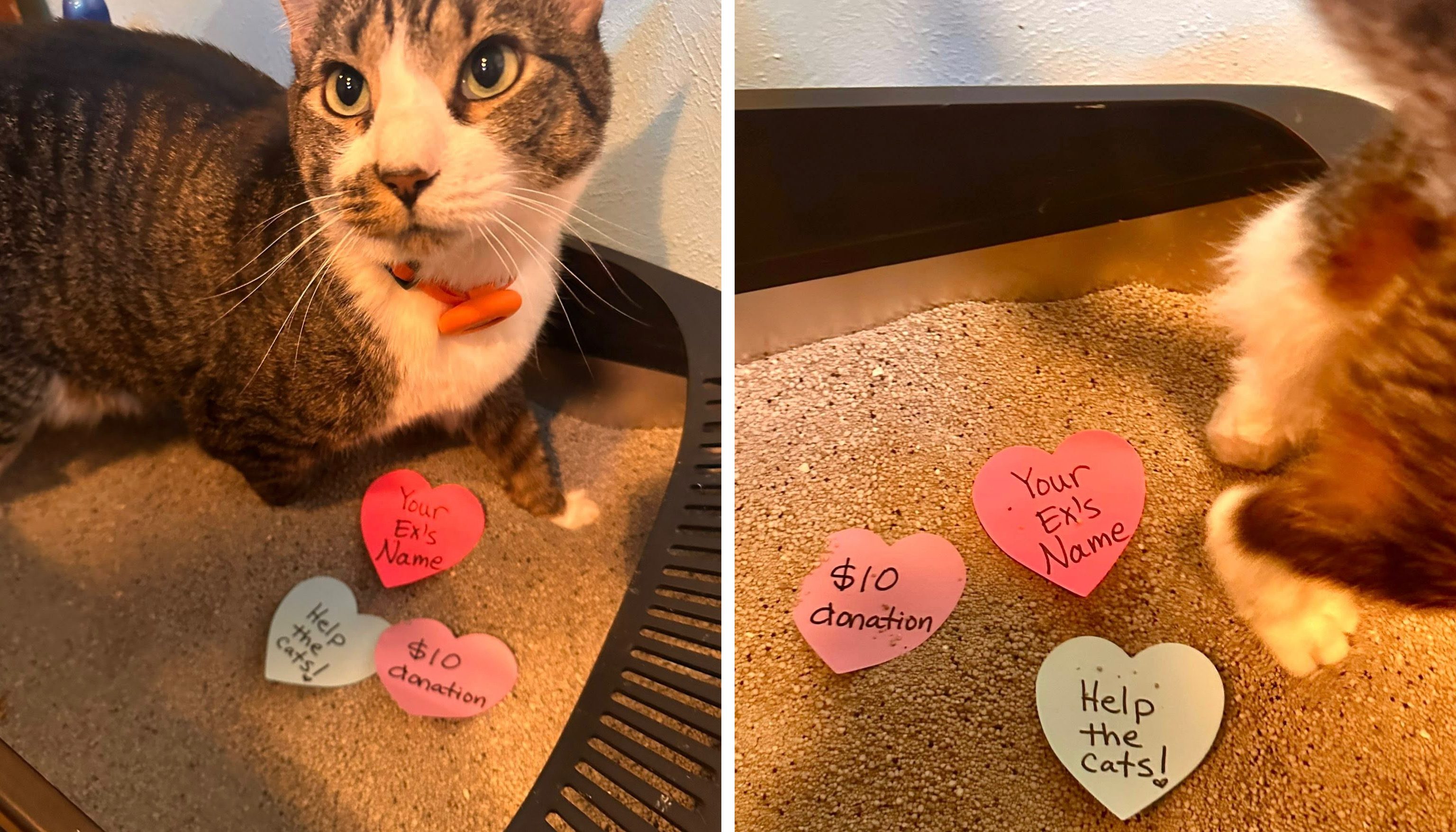 cat with valentines in a litter box