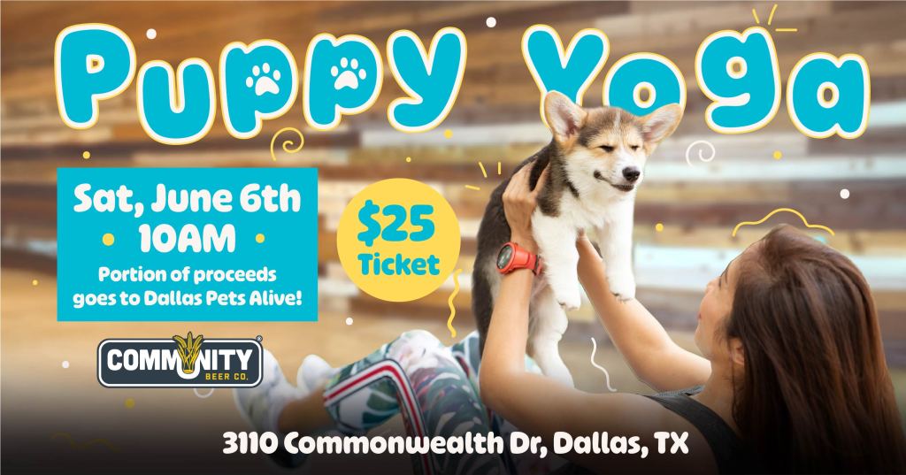 Puppy Yoga at Community Beer Co.