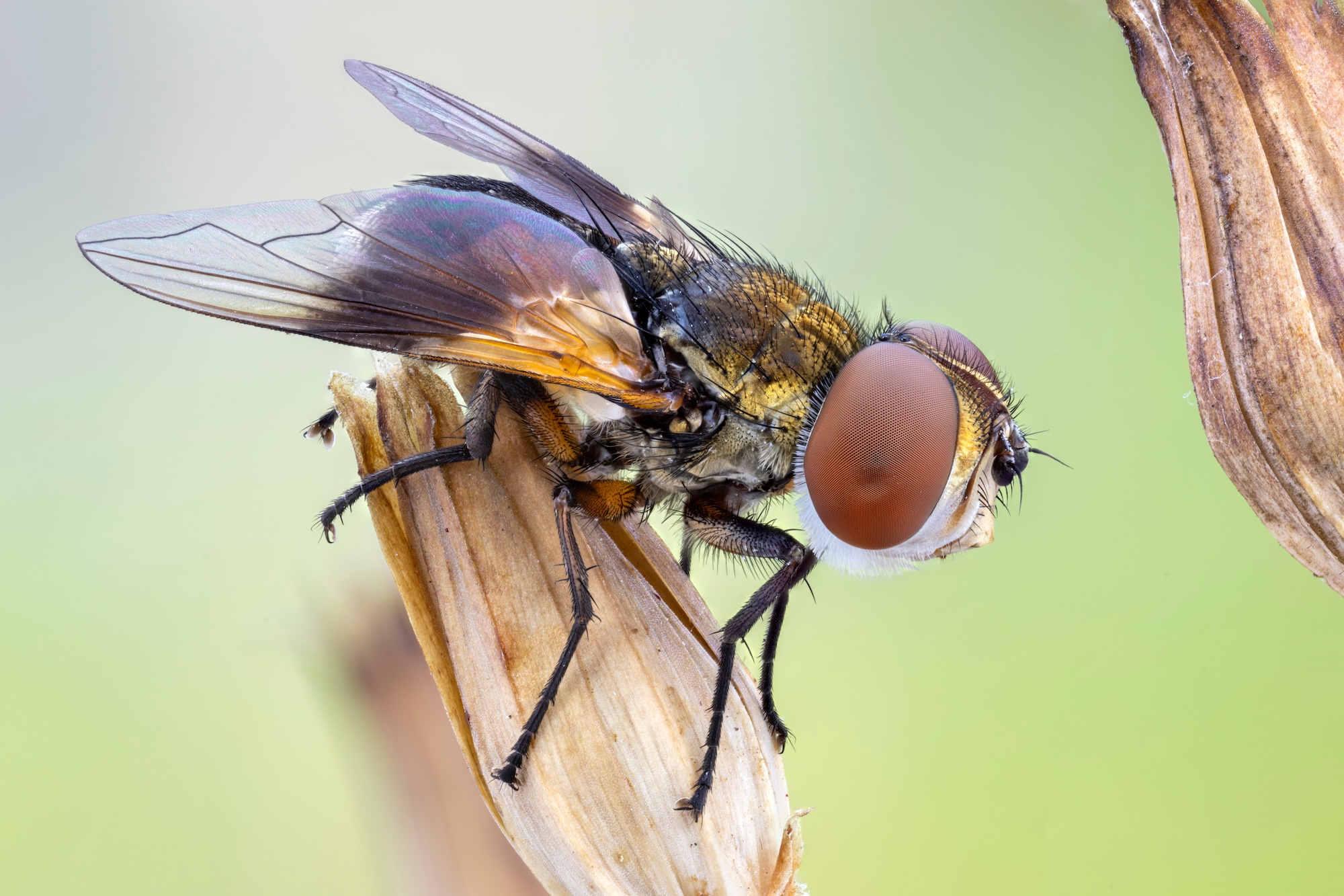 fly
