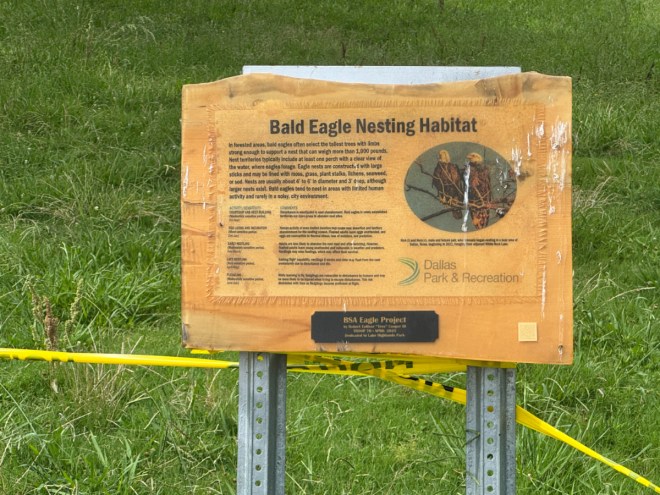 Baby eagles at White Rock Lake have ruffled the feathers between birders and bikers