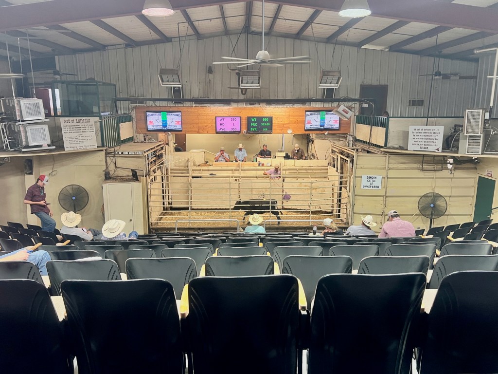 a livestock auction