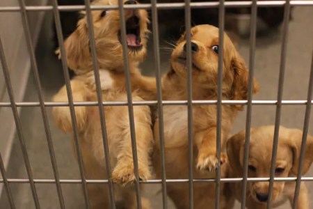 Dallas Animal shelter reaches "critical capacity" 