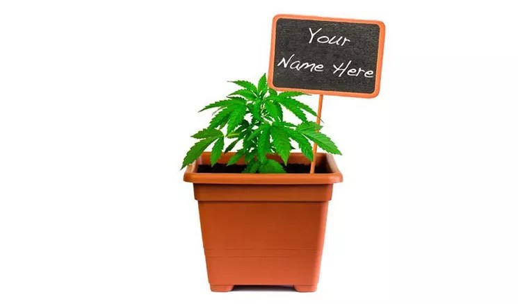 Ask a Stoner: If I Create a New Strain, Can I Name It Anything?