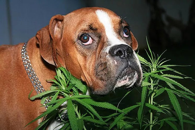 Ask a Stoner: Is Pot Smoke Harmful to Dogs?
