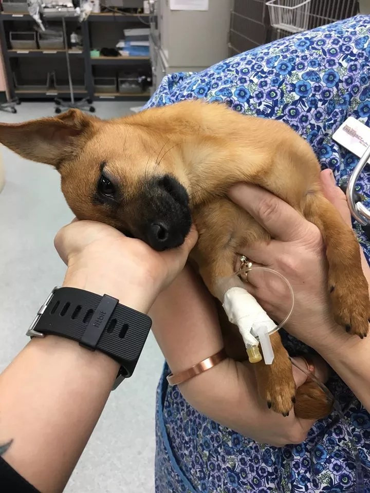 Puppy OK and Owners in Jail After Dog ODs on Heroin in Carrollton
