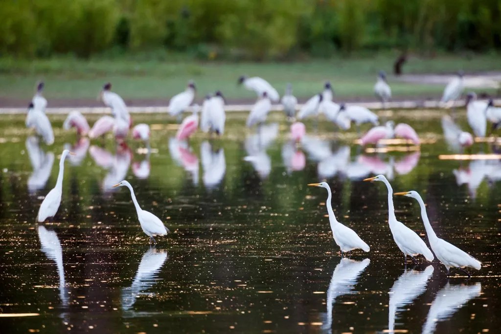 Wild New Idea For Trinity Park: Do It Now, No New Money!