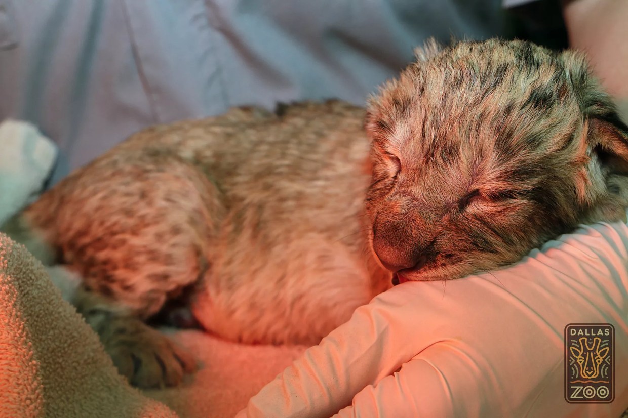 The Inside Story Behind the Birth of the Dallas Zoo’s ‘Lucky’ Lion Cub