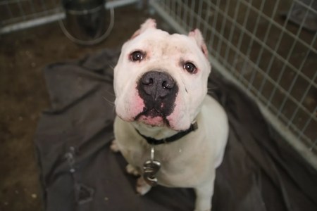 Police Seize Over 200 Dogs in Operation