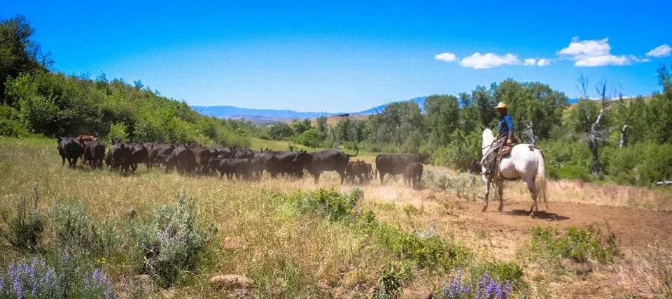 Love & War in Plano Throwing Benefit This Weekend for Victims of Texas Wildfires