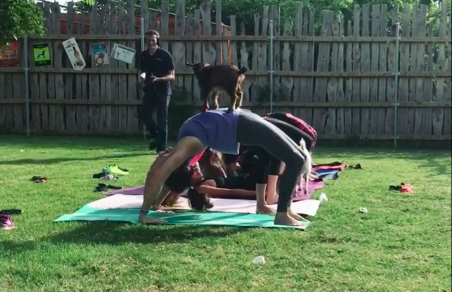 Want to Do Yoga While Baby Goats Jump On and Around You? There’s a Class for That.