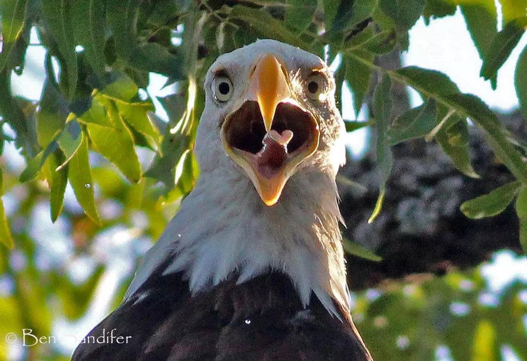 Tales of Dallas: a Bald Eagle at White Rock Lake and Foragers from Myanmar