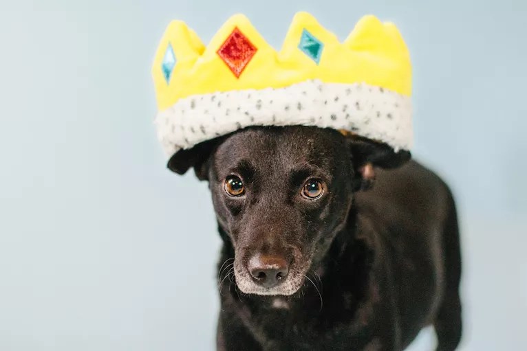 Your Monday Dose of Cute: Barkbox Teams Up With Dallas Animal Shelter