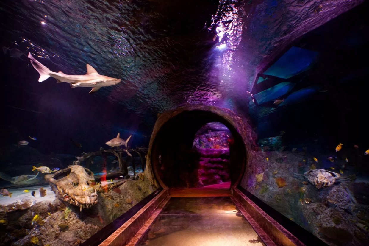 Look Out … Sharks! A Guide to Spending Shark Week With Real, Live Predators