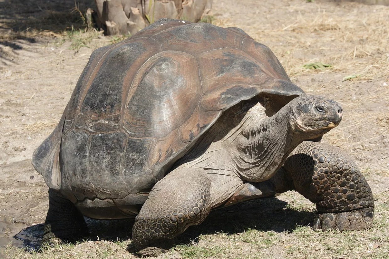 Think of the Dallas School District as a Tortoise and Try Getting it to Come to You