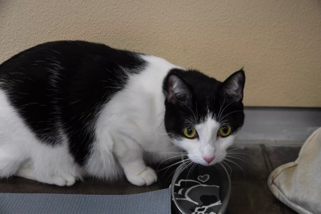 Opinion: Dallas Has a Cat Owner Problem