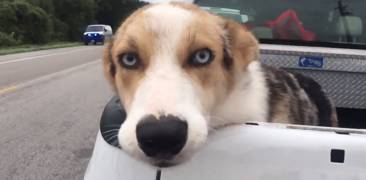 10 Happy Endings for the Dogs of Hurricane Harvey