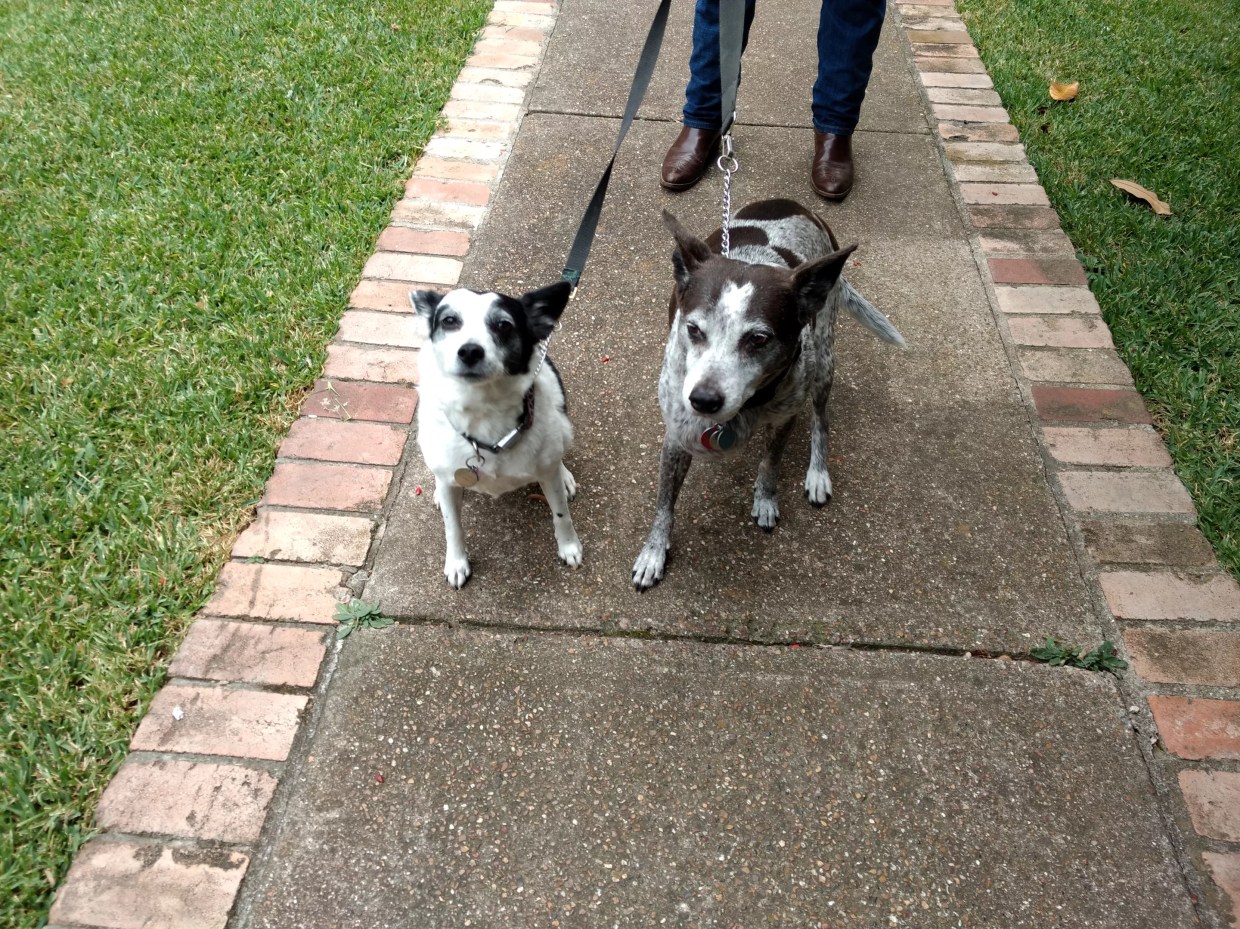 Several Reasons People Can’t Walk Their Dogs — Including Mine — Off Leash in Dallas