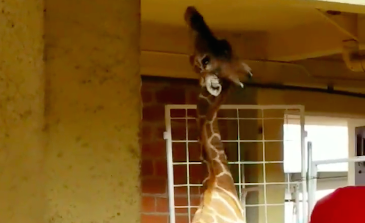 After Giraffe Incident at State Fair, PETA Advocates Boycott