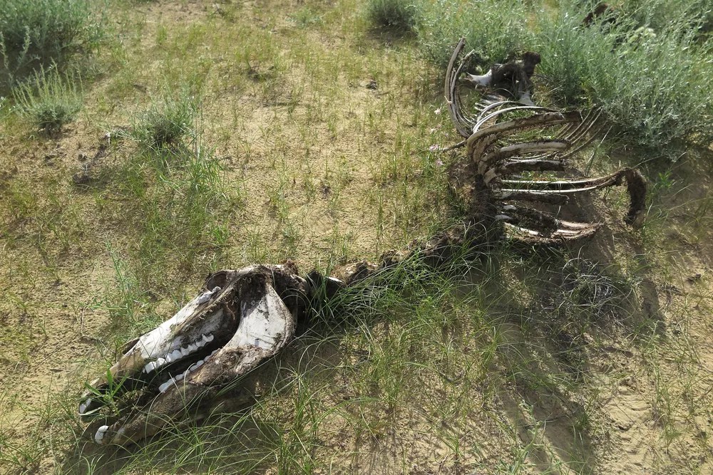 Dallas Voters Just Killed a ‘School District.’ Might They Get a Taste for It?