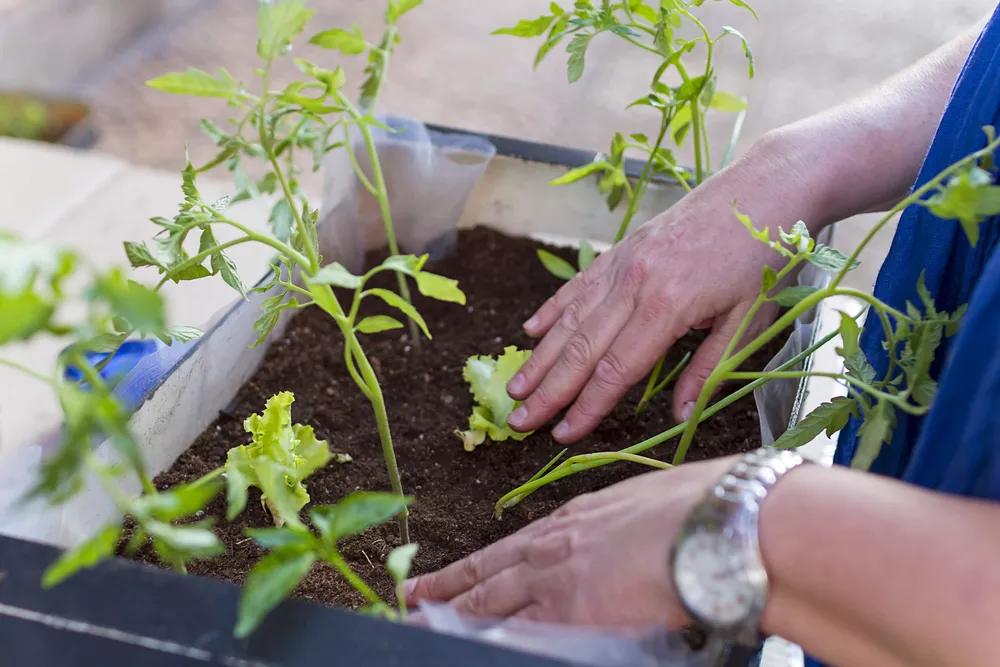 Another Angle In the Fight to Fix South Dallas’ Food Desert: Low-Cost Gardening