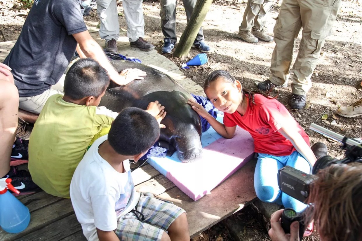 BBC Documentary to Feature Dallas World Aquarium’s Manatee Rescue Program