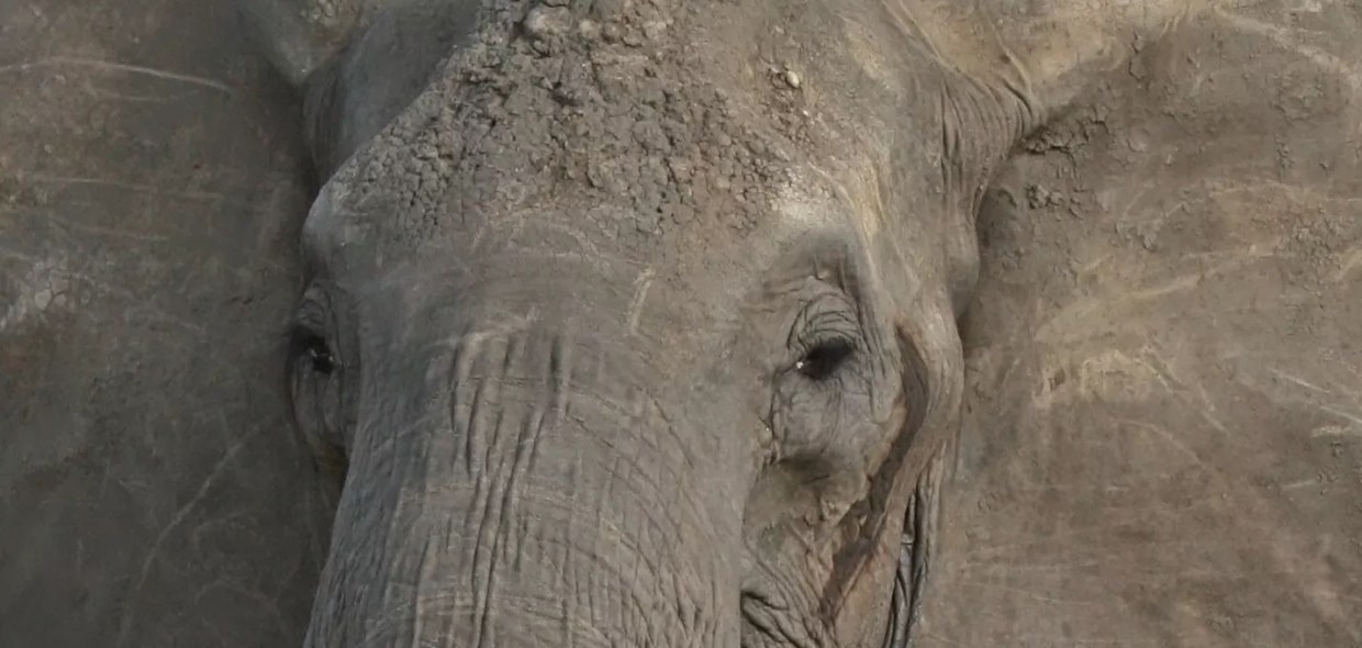 Don’t Waltz Around Desegregation on Goals for Dallas