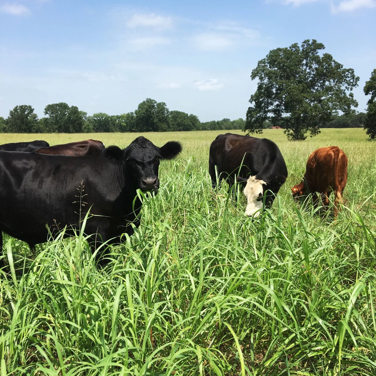 How One North Texan Joined the Ranks of Young Professionals Becoming Farmers