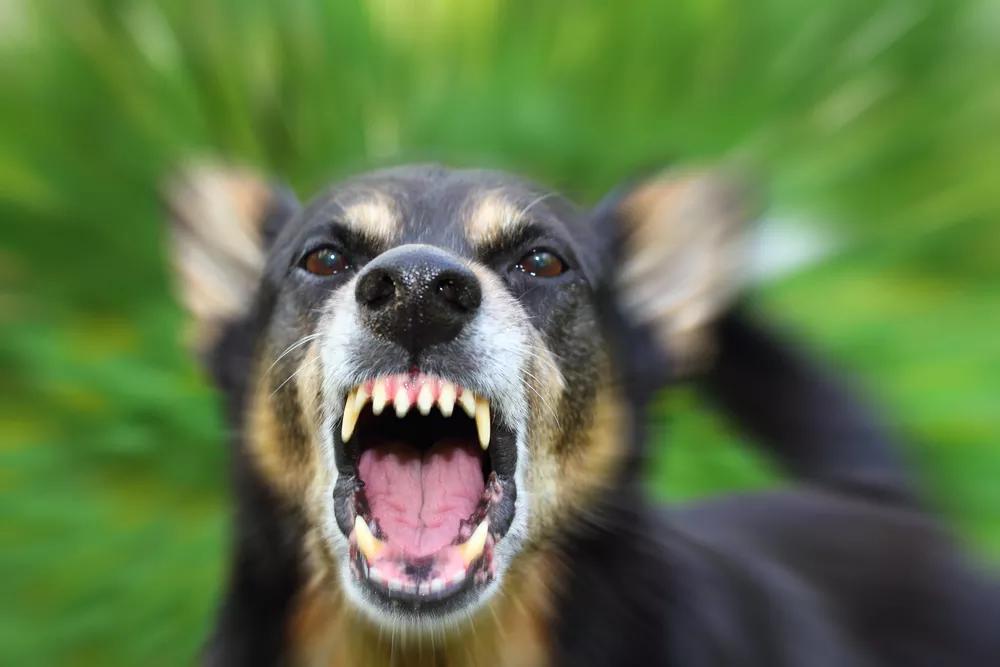 Dog Fans Got One Child-Biter Spared; Now They Want the Next One Saved, Too