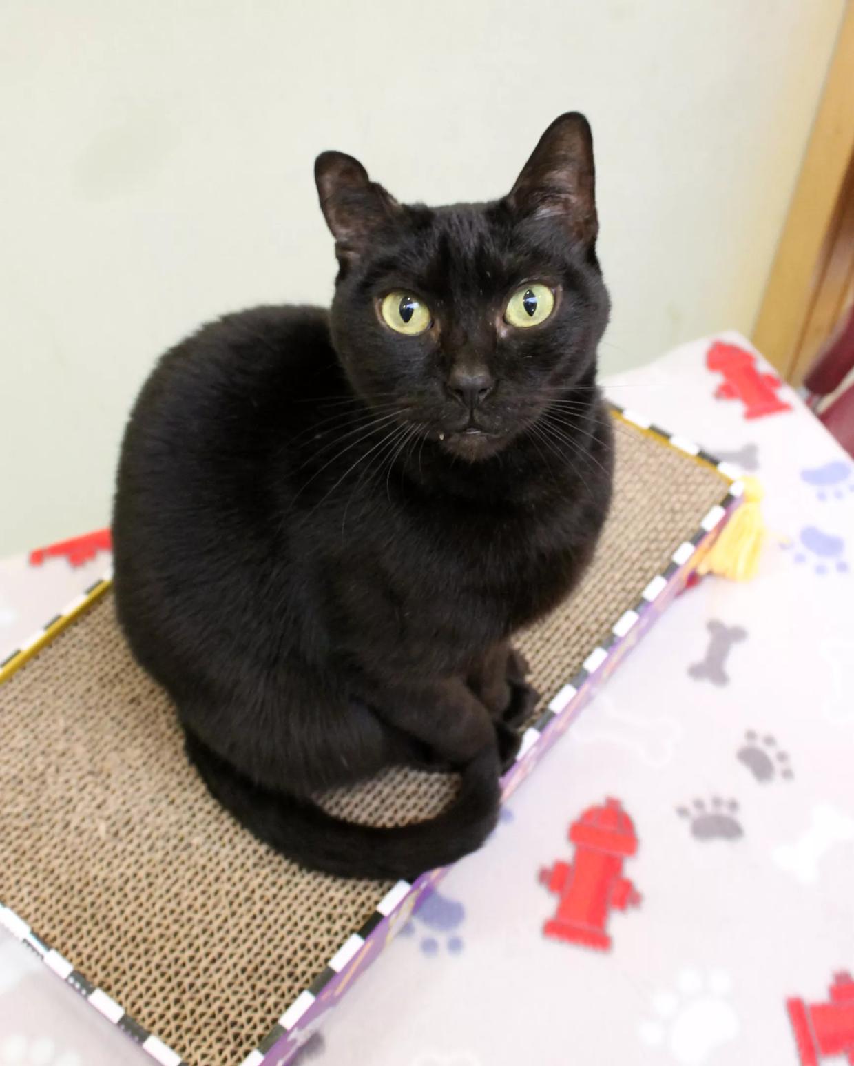 Alamo Drafthouse Offers Free Tickets to <i>Black Panther</i> If You Adopt Some Black Kitties