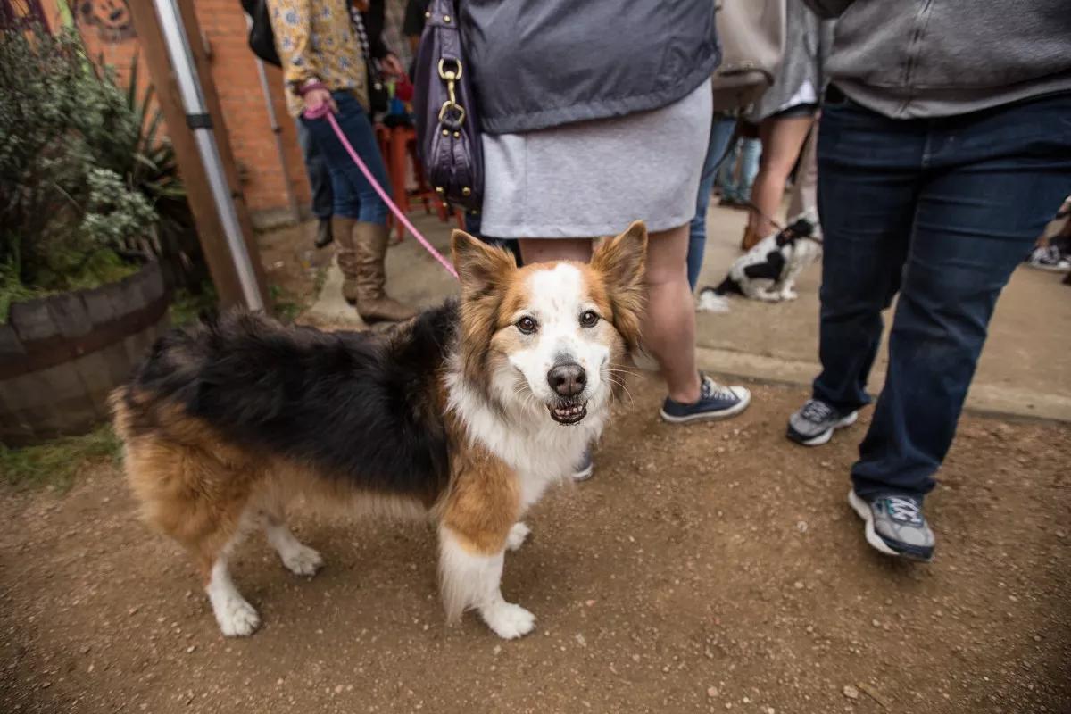 Get Drunk for a Good Cause — Adorable Puppies