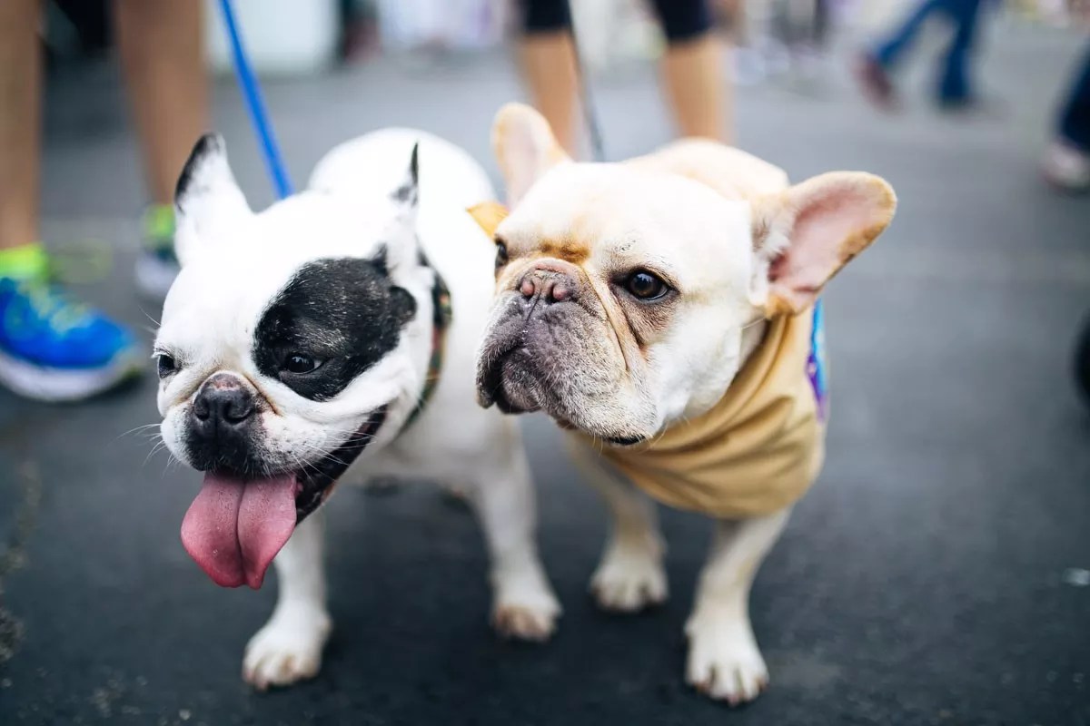 Best Things To Do in Dallas This Weekend