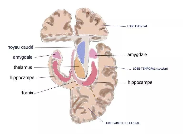 2-Day Countdown Until <i>RHOD</i>: ‘It’s Not Your Amygdala, Honey’