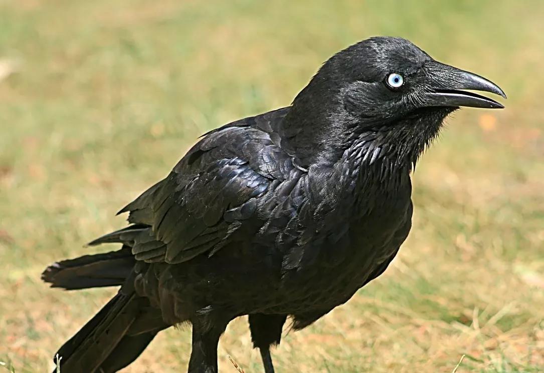First Some Crow to Eat, Then We Dig Into the Good Stuff