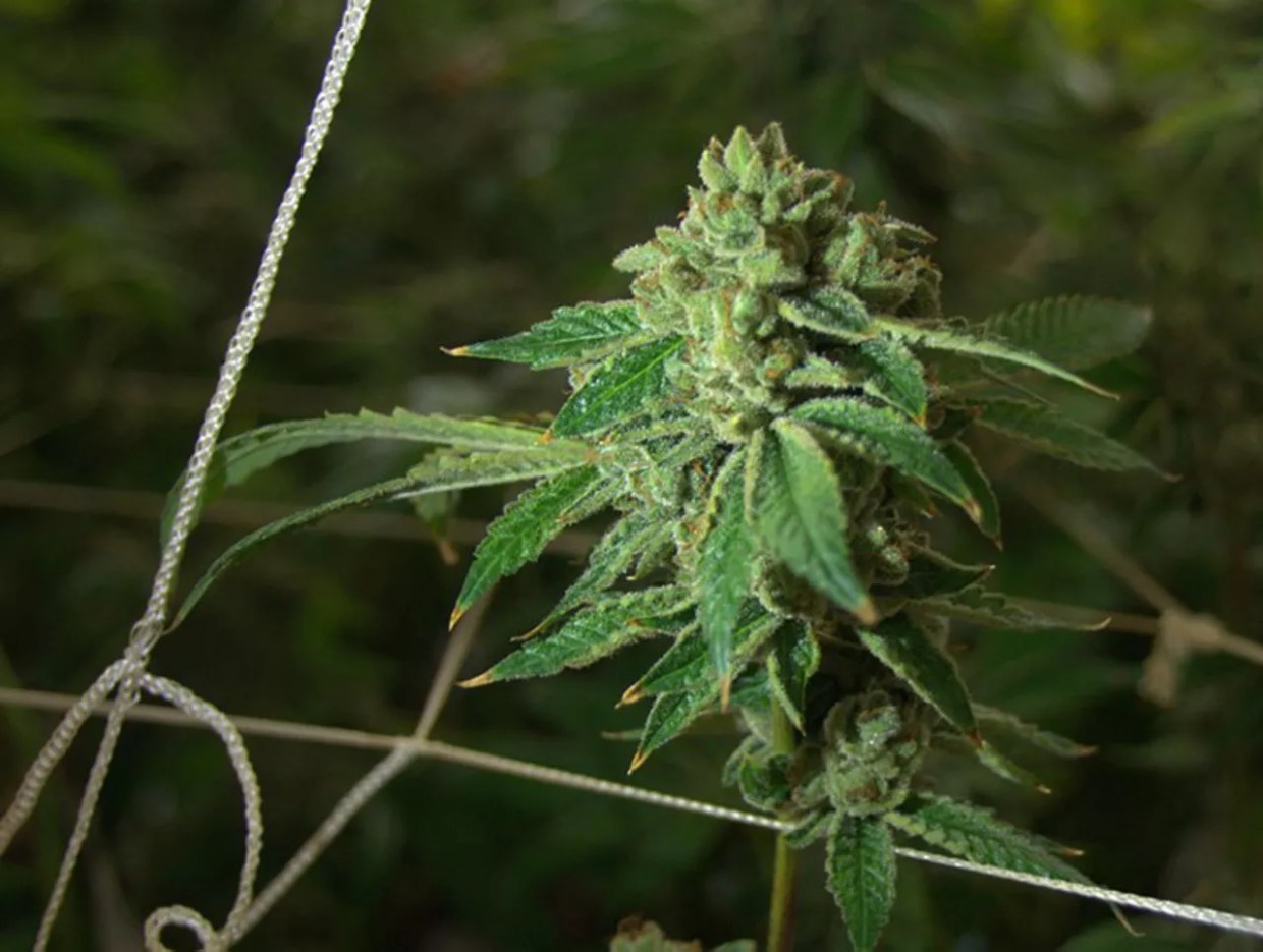 After Several Steps Forward In 2017, Here’s What’s Next for Texas Marijuana Policy