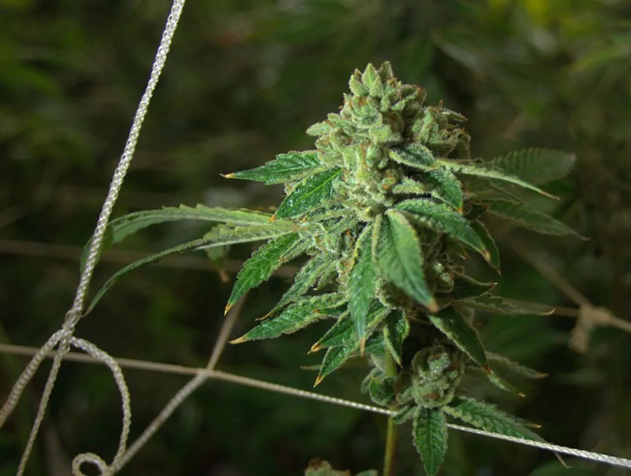 Texas has a medical marijuana program called The Compassionate Use Program.
