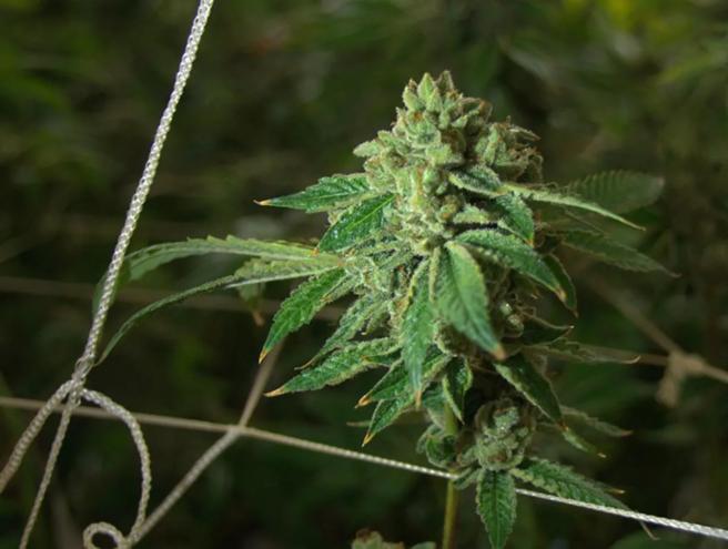 Marijuana