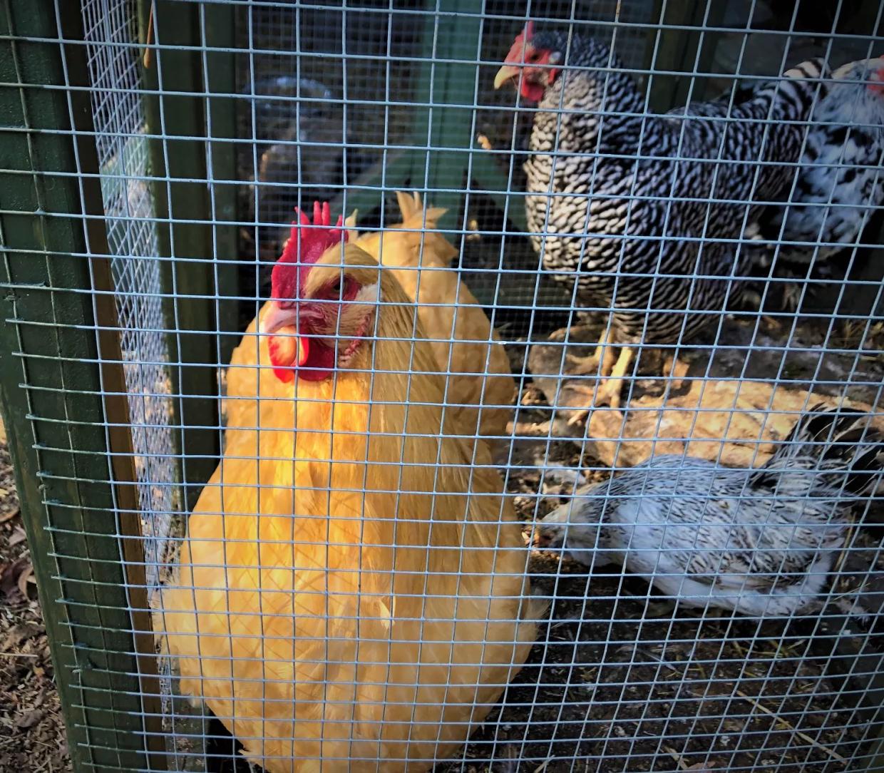 This Just In: My Wife Does Not Eat Mealworms. After All.