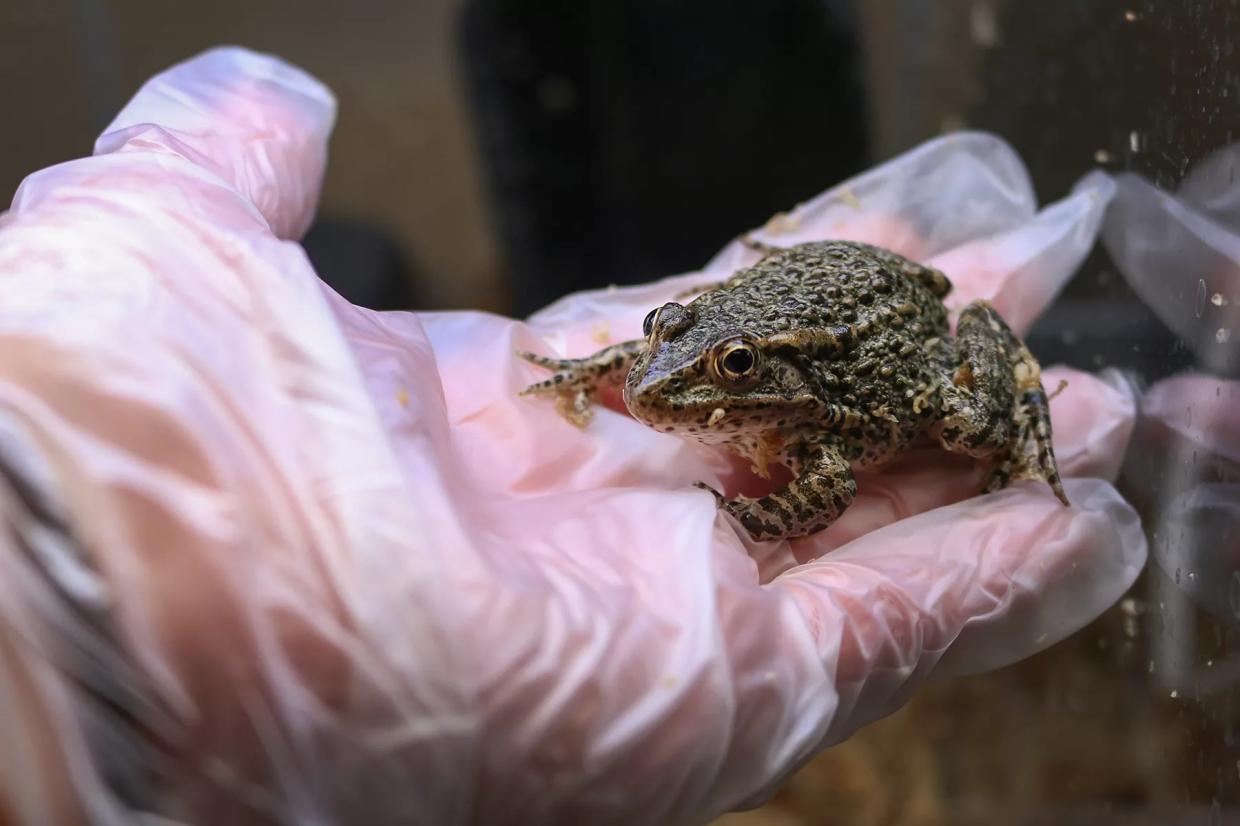 National Geographic Society Awards Two Dallas Zoo Staffers Grants for Their Projects on Penguins and Amphibians