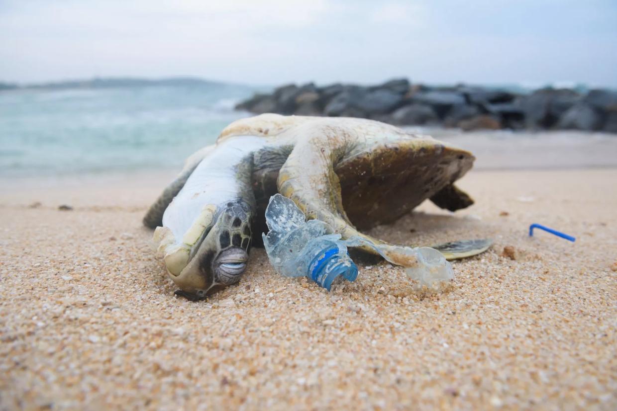 Where Do We Stop a Million Extinctions from Happening? In the City.