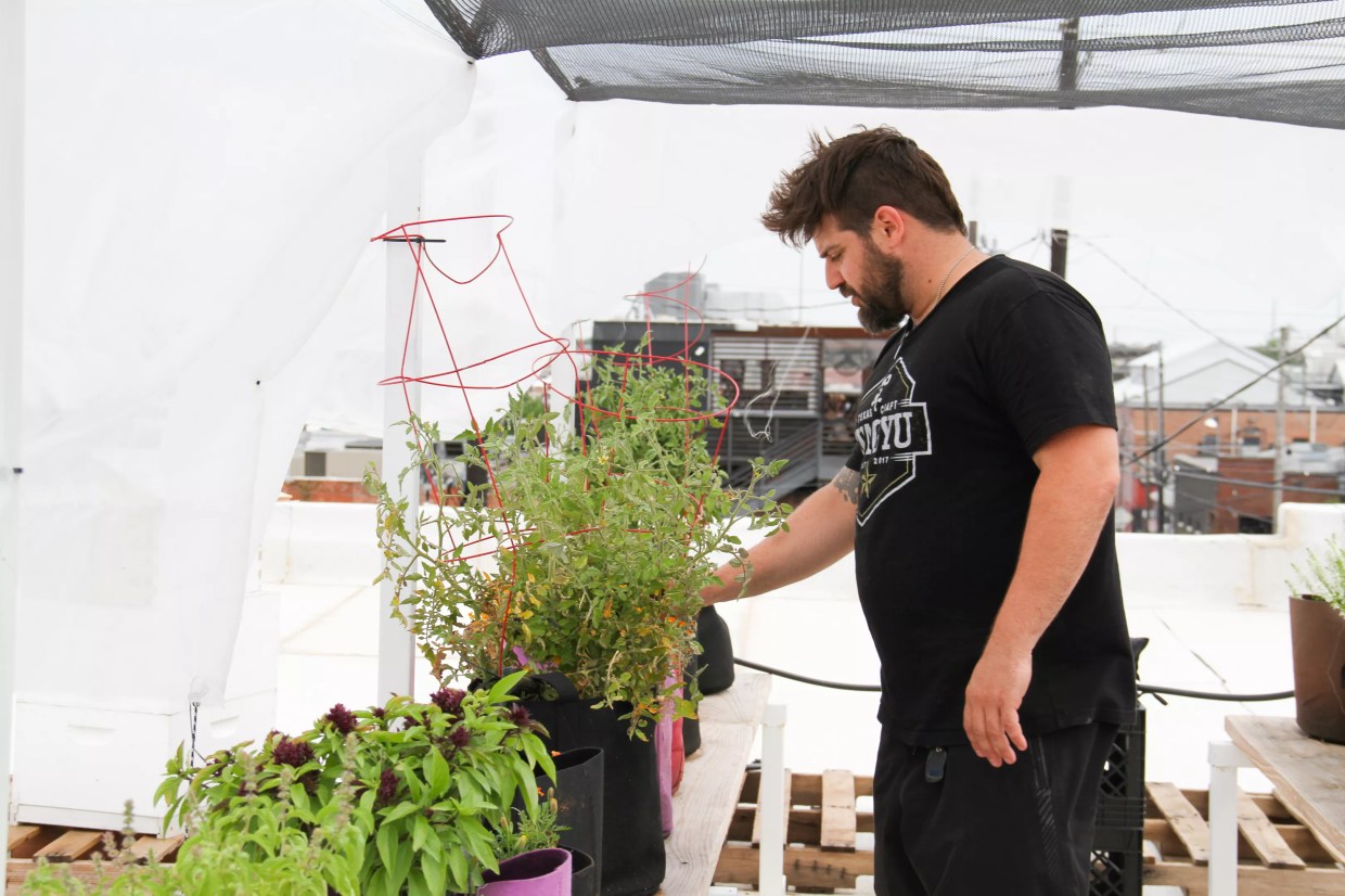How One Dallas Chef Is Using a Deep Ellum Rooftop to Help Save the Bees