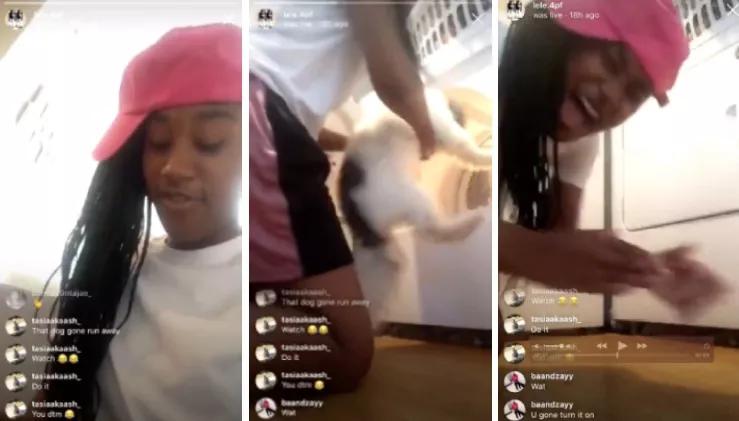 Lewisville Police Investigating Girl Who Livestreamed Video of Her Dog in a Clothes Dryer