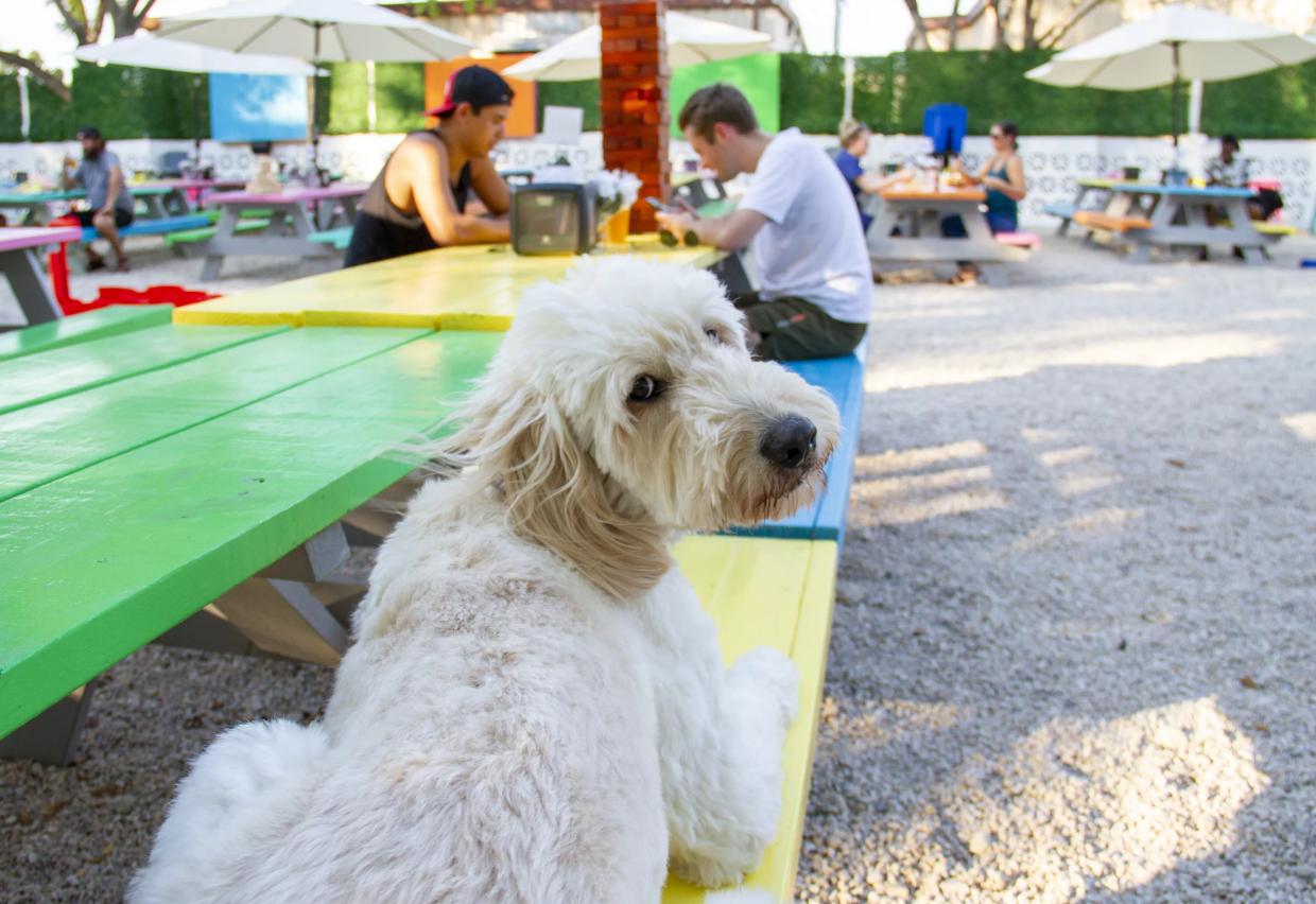 The 10 Best Free and Cheap Events Happening in Dallas This Weekend, Nov. 8-10