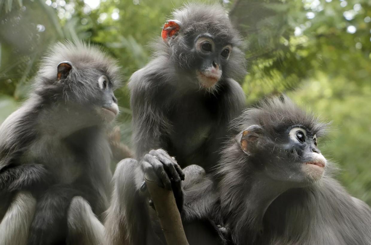 10 Underappreciated Animals at the Dallas Zoo