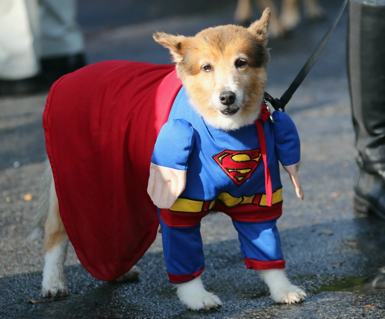 If You Love Dogs, You Should Be Following These Dallas Accounts