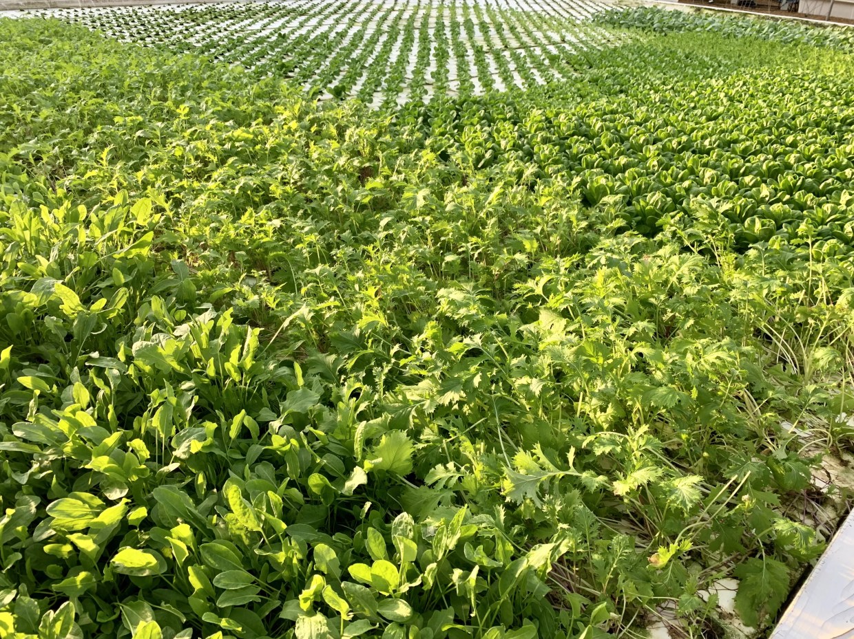 How You Can Help Expand Profound Microfarms