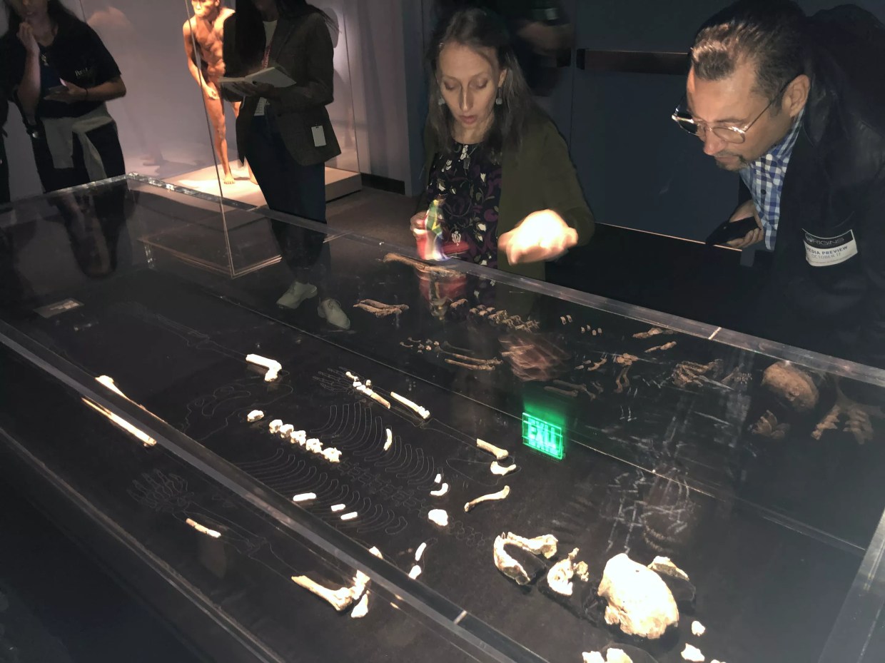 Perot Museum’s New <i>Origins</i> Exhibit Brings 2 Human Ancestors to America for the First Time